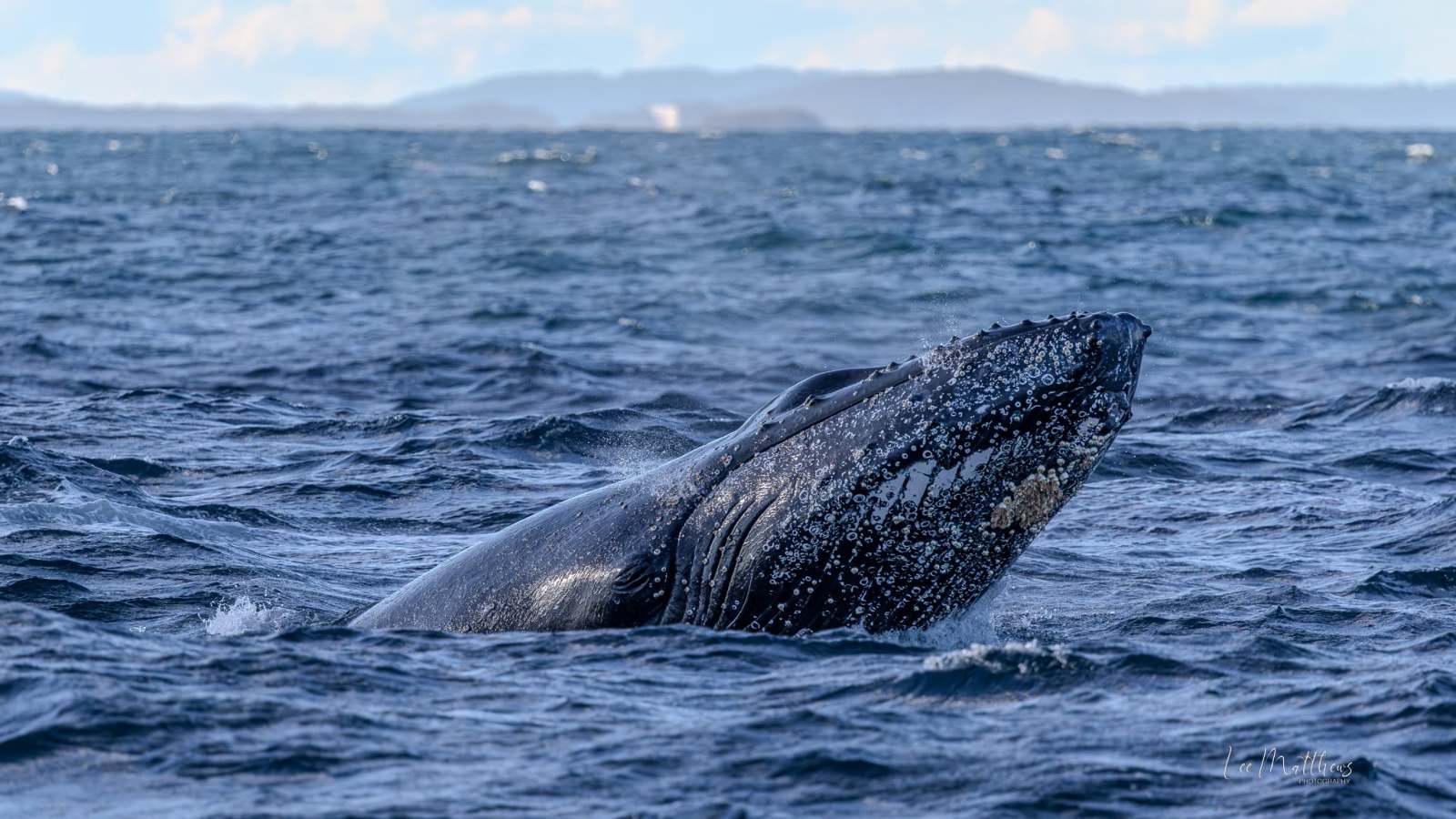 Humpback whale breaching in the ocean with distant land in background.