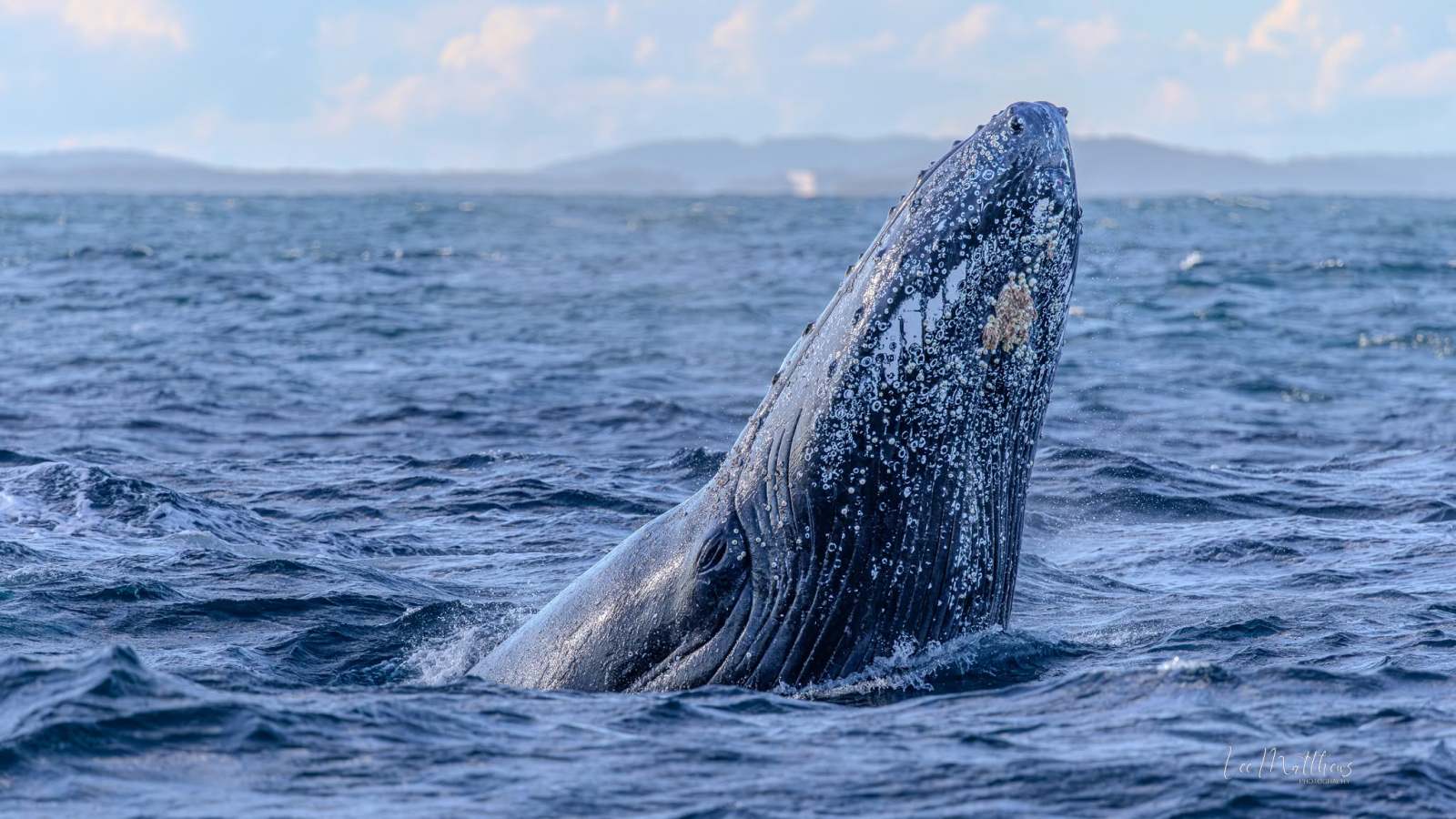 A humpback whale breaching the ocean surface with distant land in the background.