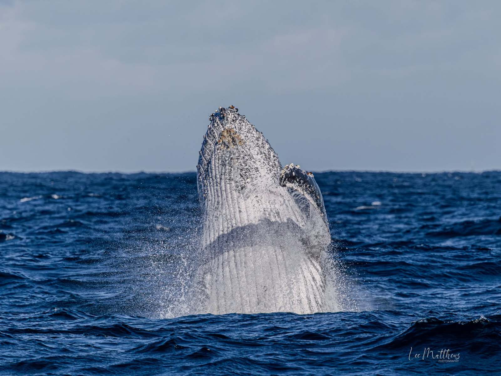 Humpback whale breaching in the ocean, splashing water around.