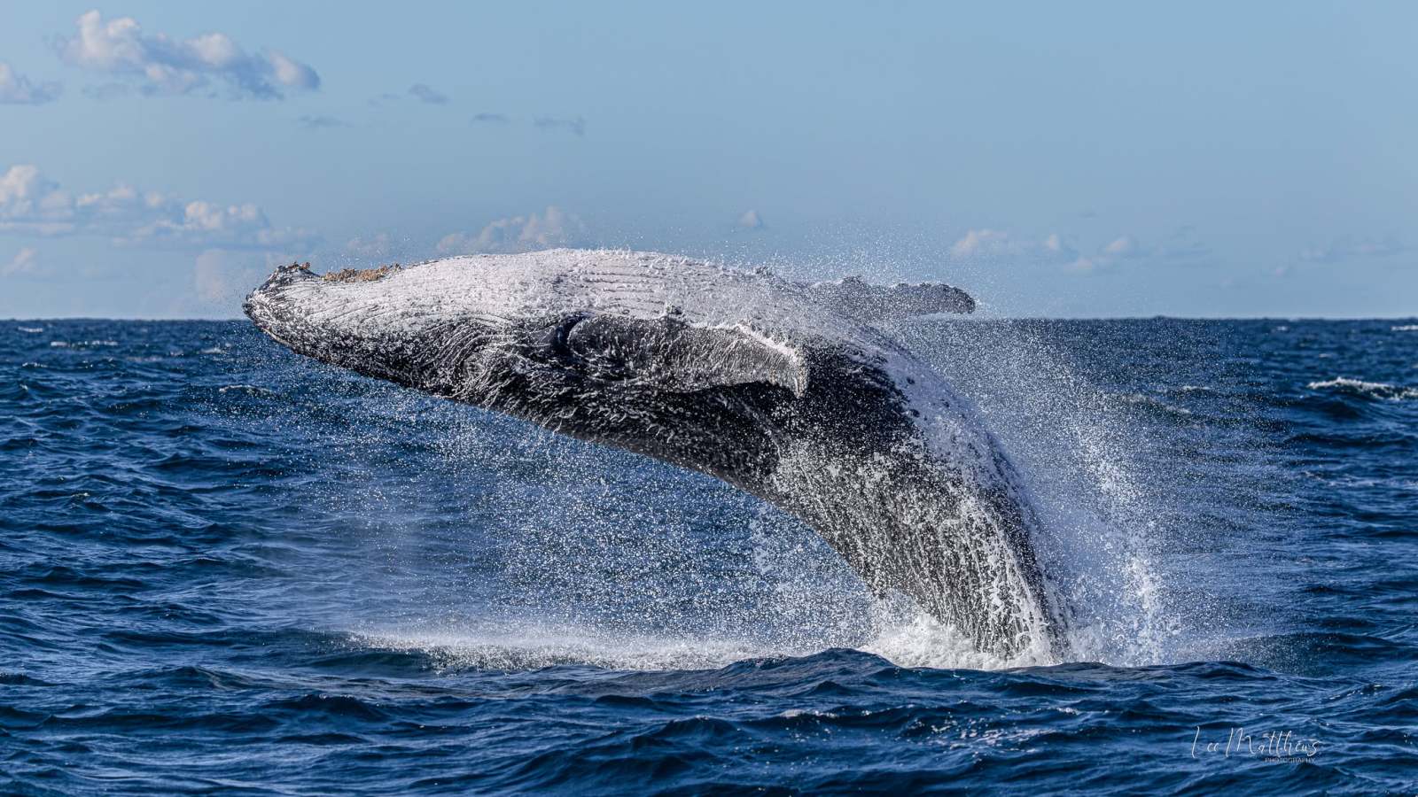 Humpback whale breaching in the ocean waters under a blue sky.