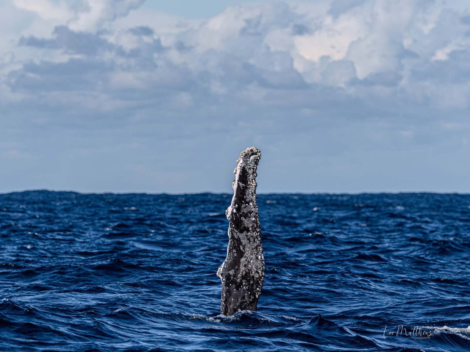 Whale fluke sticking out of the ocean against a cloudy sky.