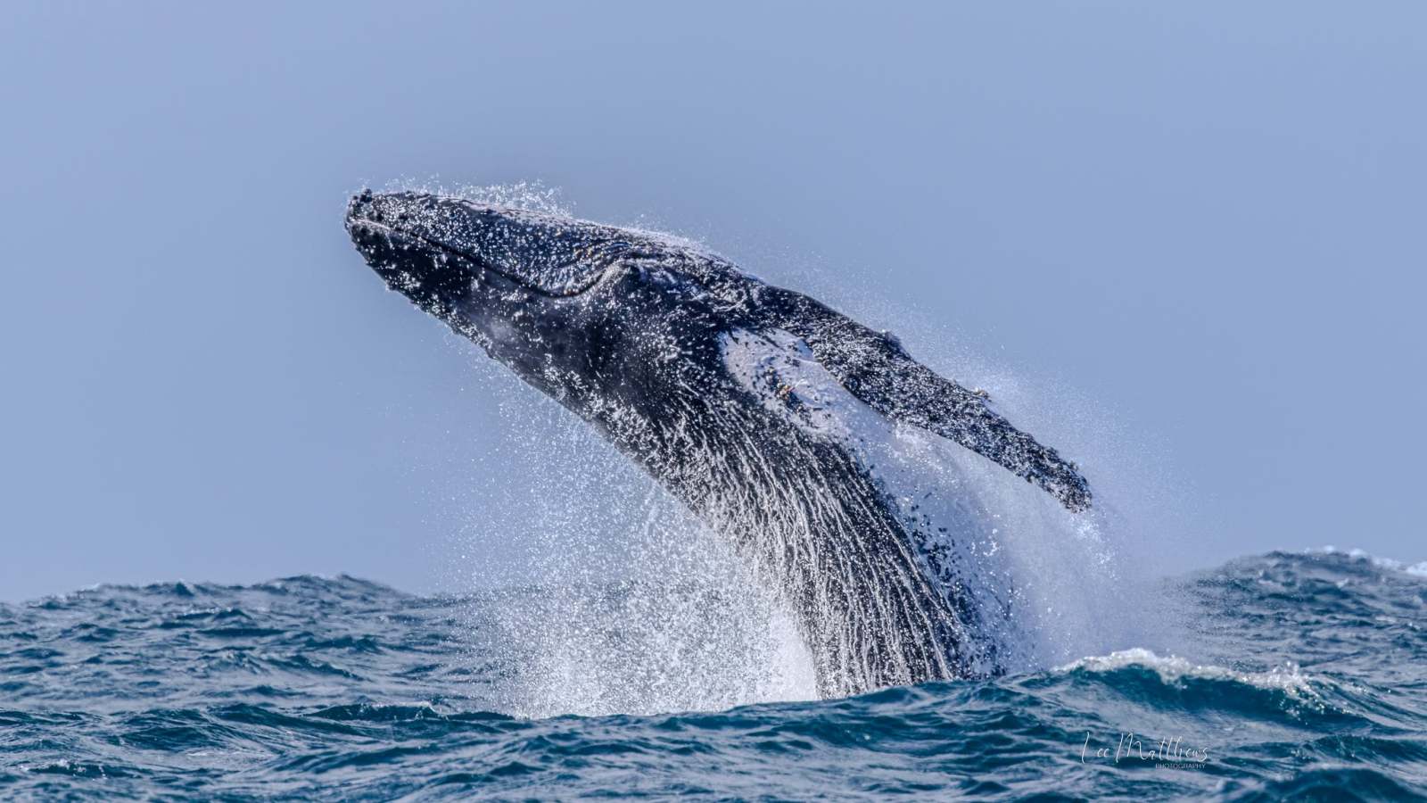 Humpback whale breaching ocean surface with water splashing.