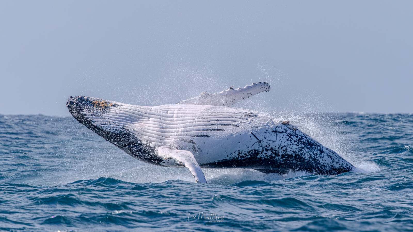 Humpback whale breaching above ocean surface, creating splash.