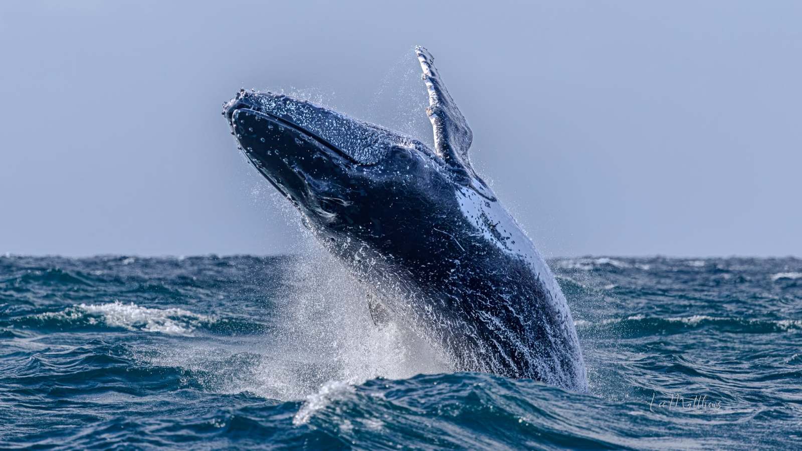 Whale Watching Moonshadow TQC Cruises Port Stephens Lee Matthews