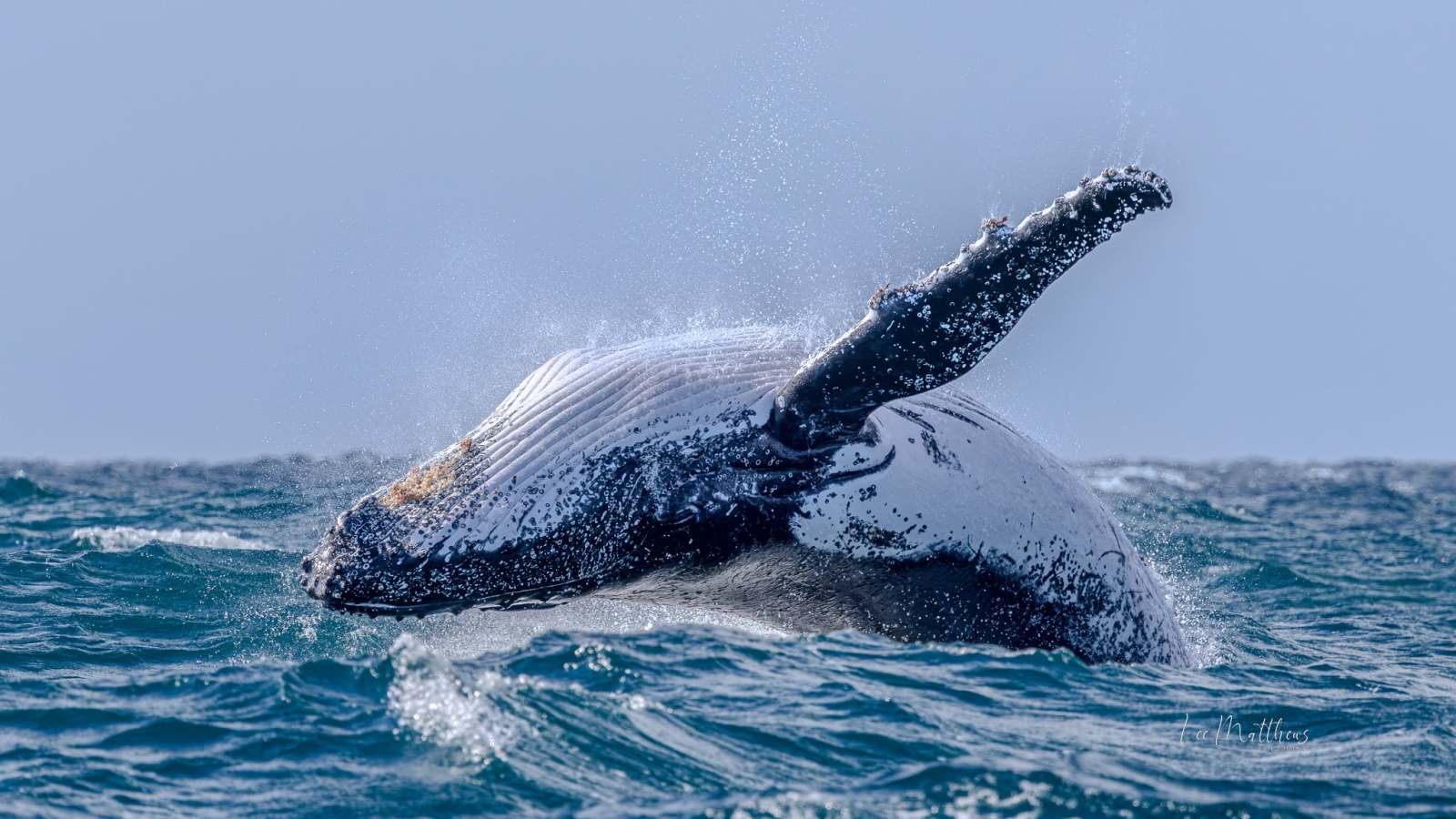 Humpback whale breaching water surface, splashing waves around.