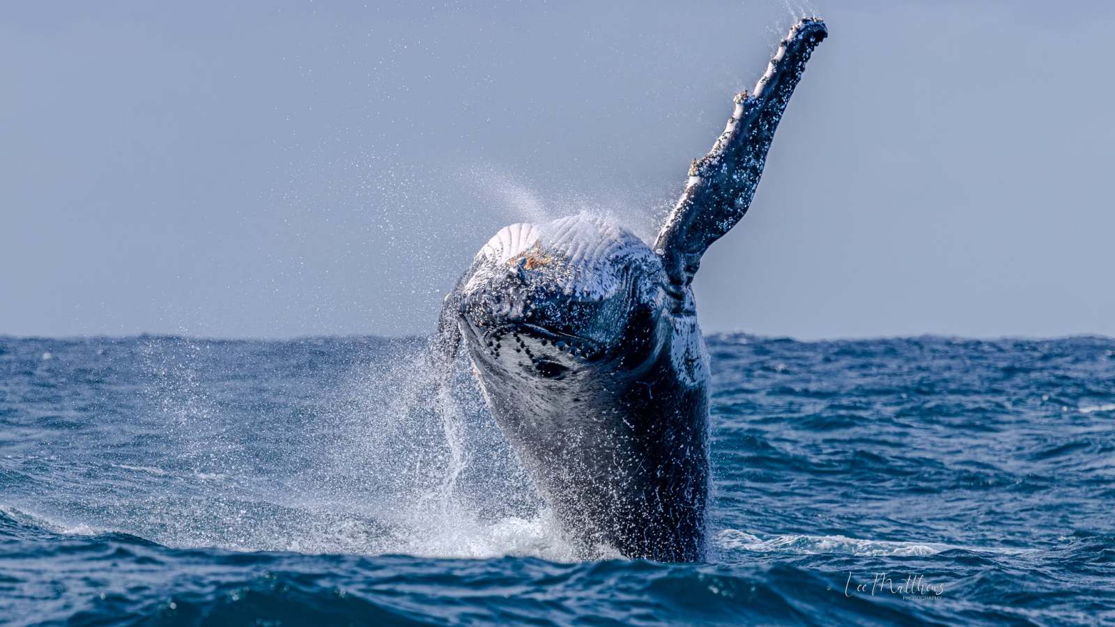 Humpback whale breaching the ocean surface with water splashing.
