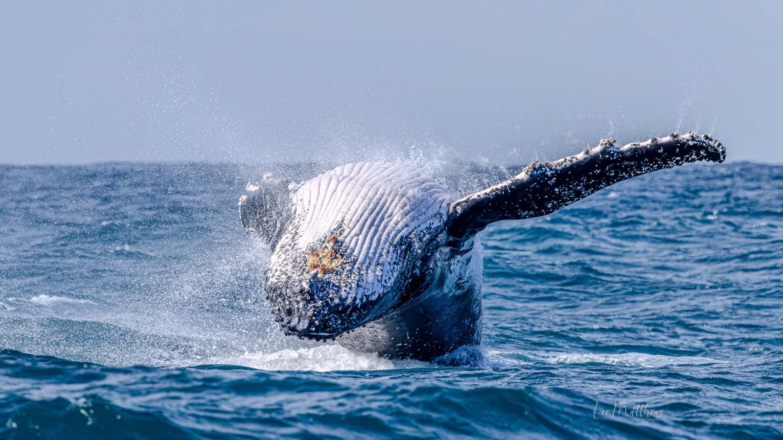 Humpback whale breaching out of the ocean with water splashes.