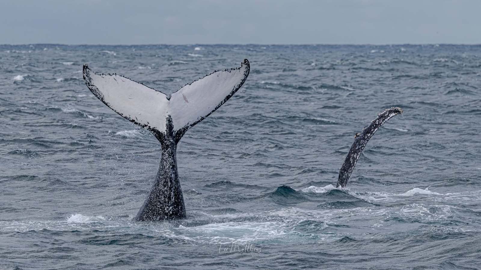 Two whale tails above ocean surface against a cloudy sky.