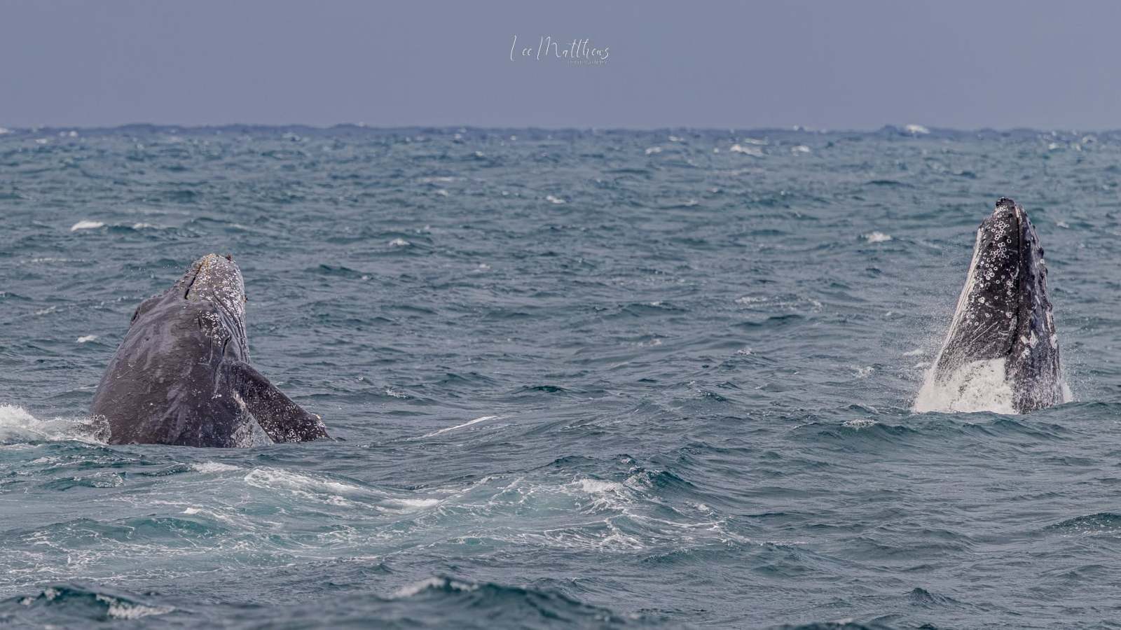 Two whales breaching in the ocean under a cloudy sky.