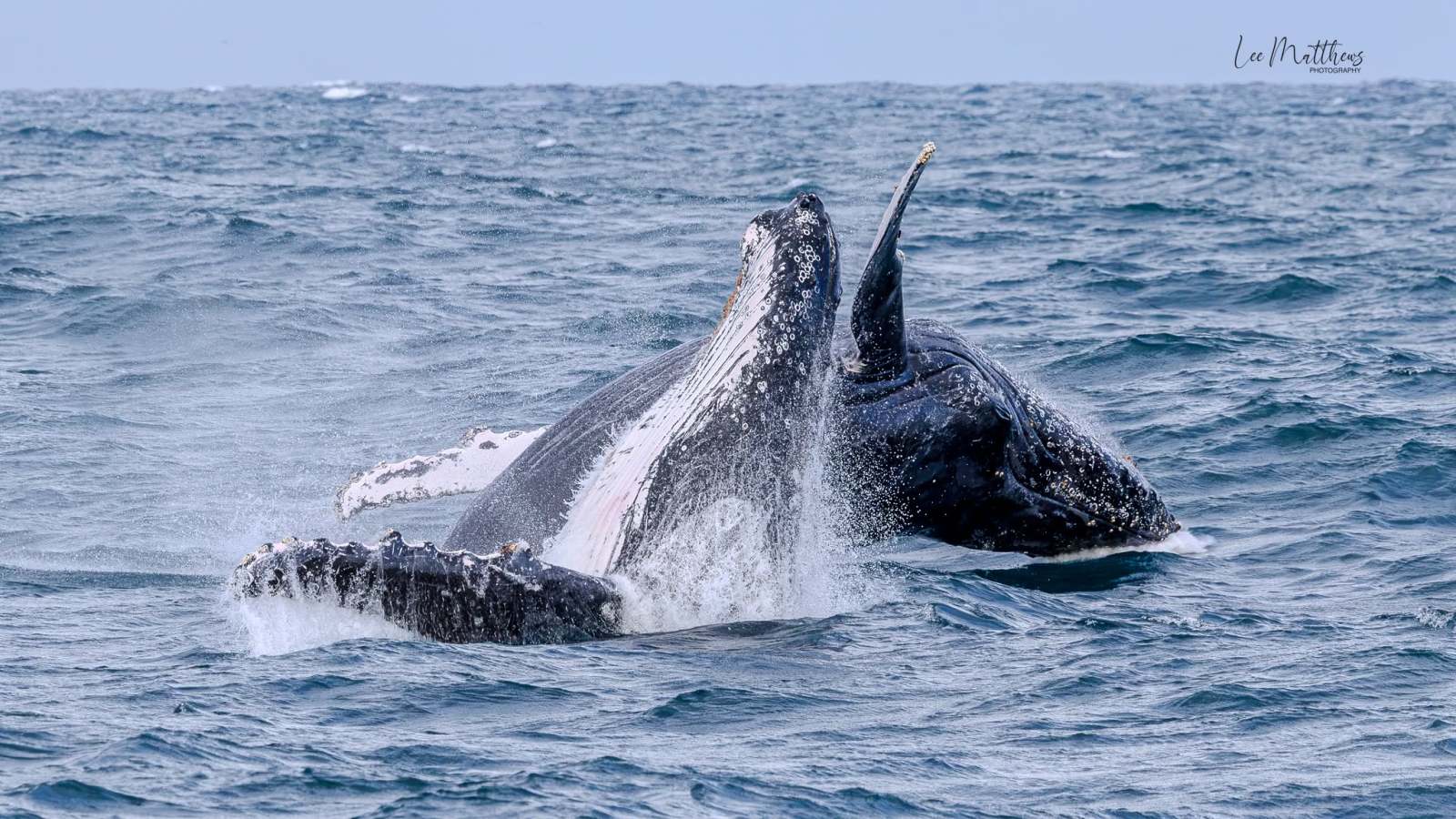 Humpback whale breaching in the ocean, tail and fin visible above water.