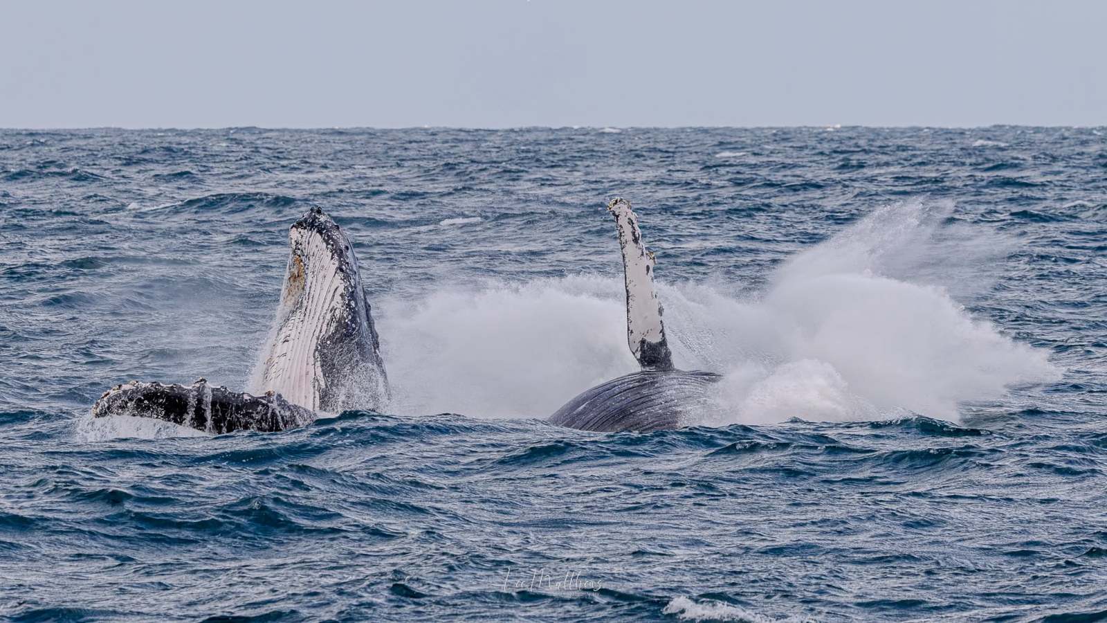 Two humpback whales breaching in the ocean with water splashing.