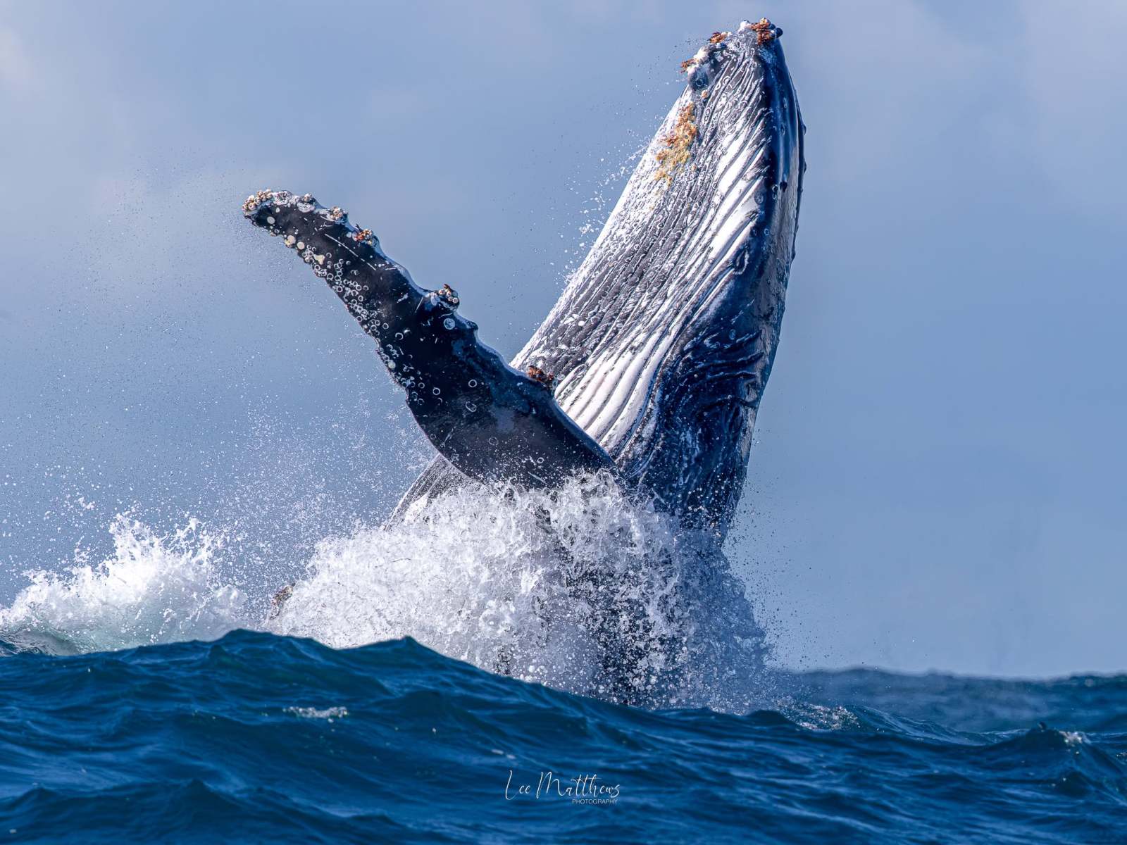 Humpback whale breaching the ocean surface with a splash.