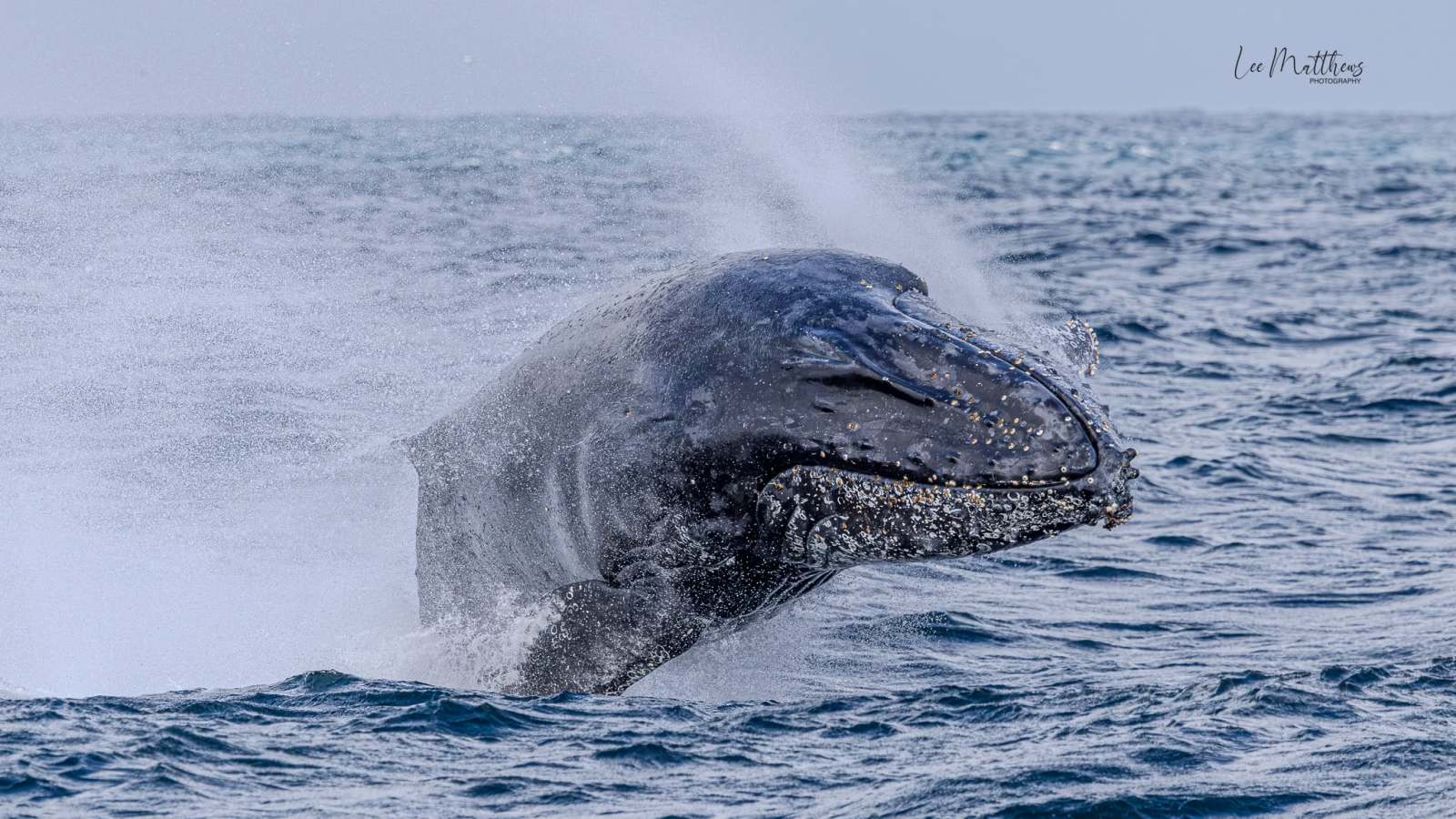 Whale Watching Moonshadow TQC Cruises Port Stephens Lee Matthews