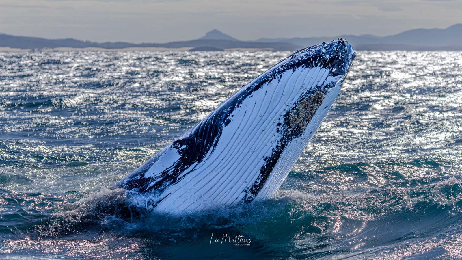 Humpback whale breaching in the ocean with mountains in the background.