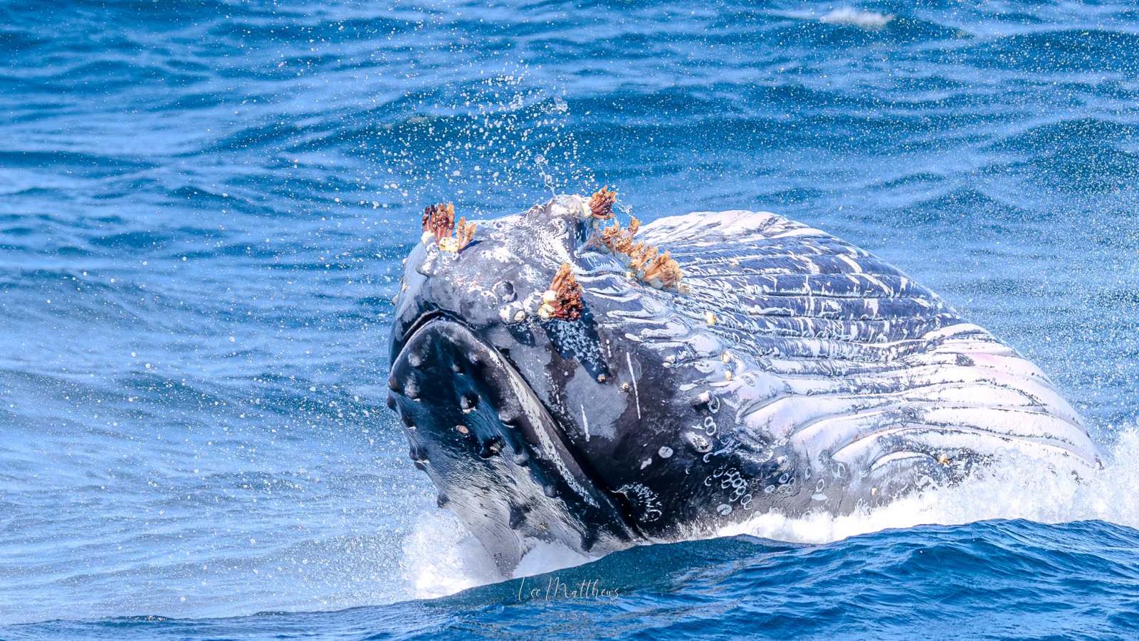 Humpback whale with barnacles breaching ocean surface.