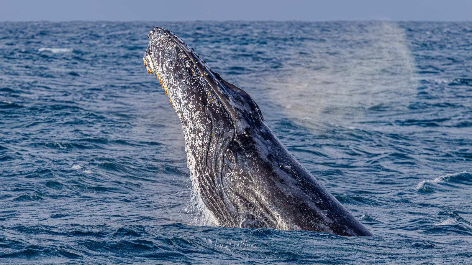 Humpback whale breaching in the ocean with water splashing around.