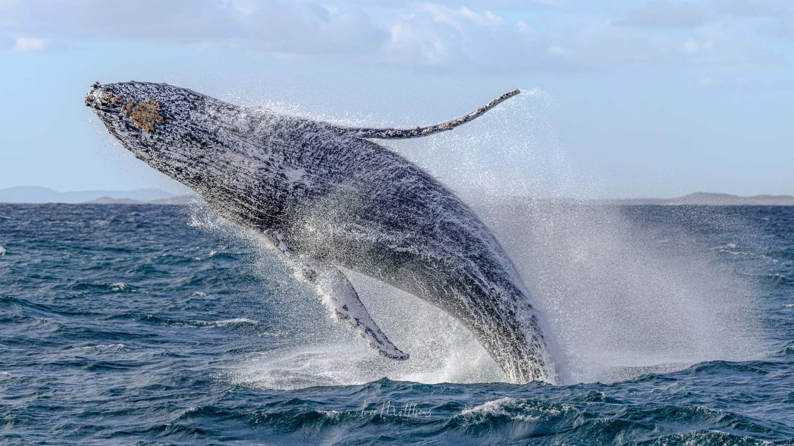 A whale breaching above the ocean surface with water splashing.