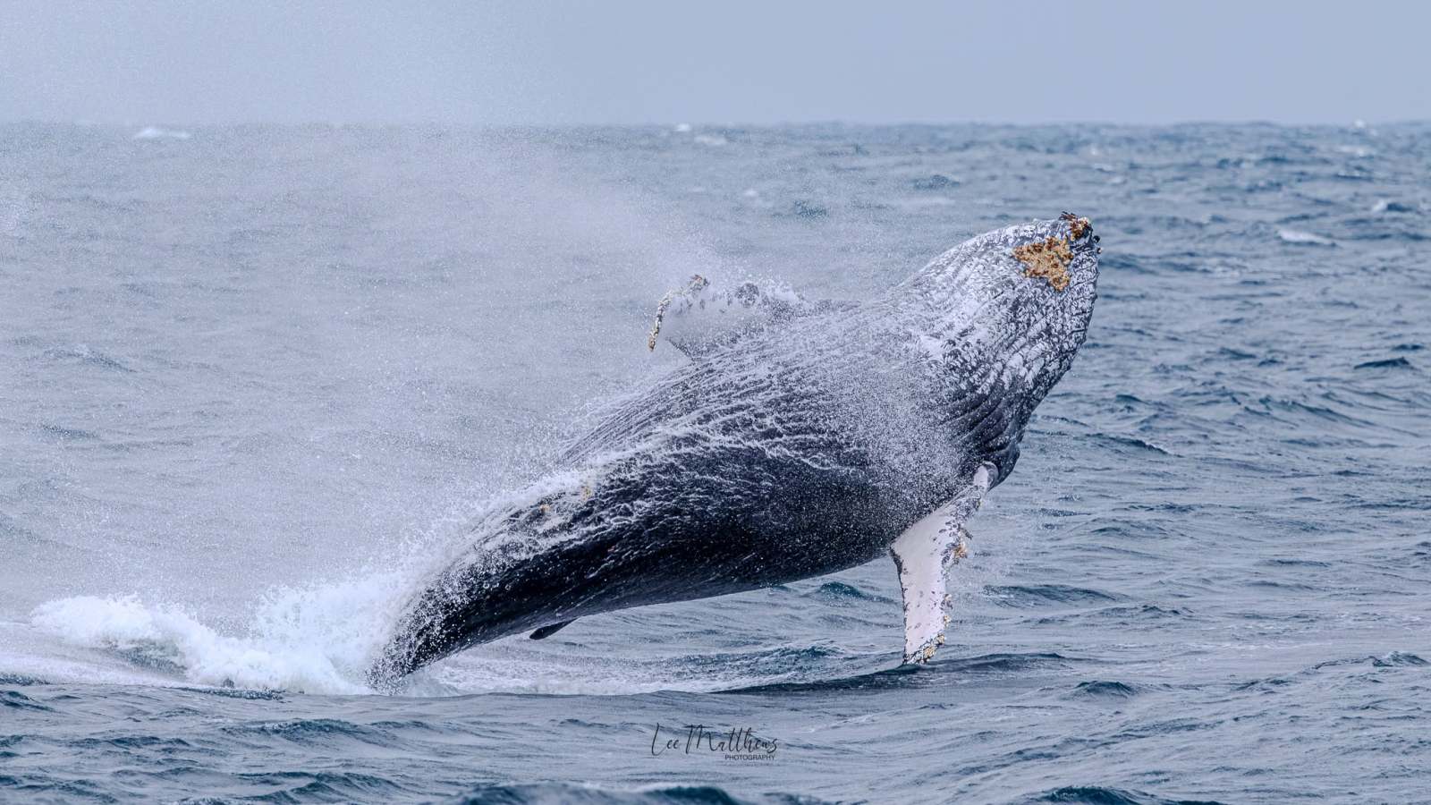 Humpback whale breaching from the ocean on a cloudy day.