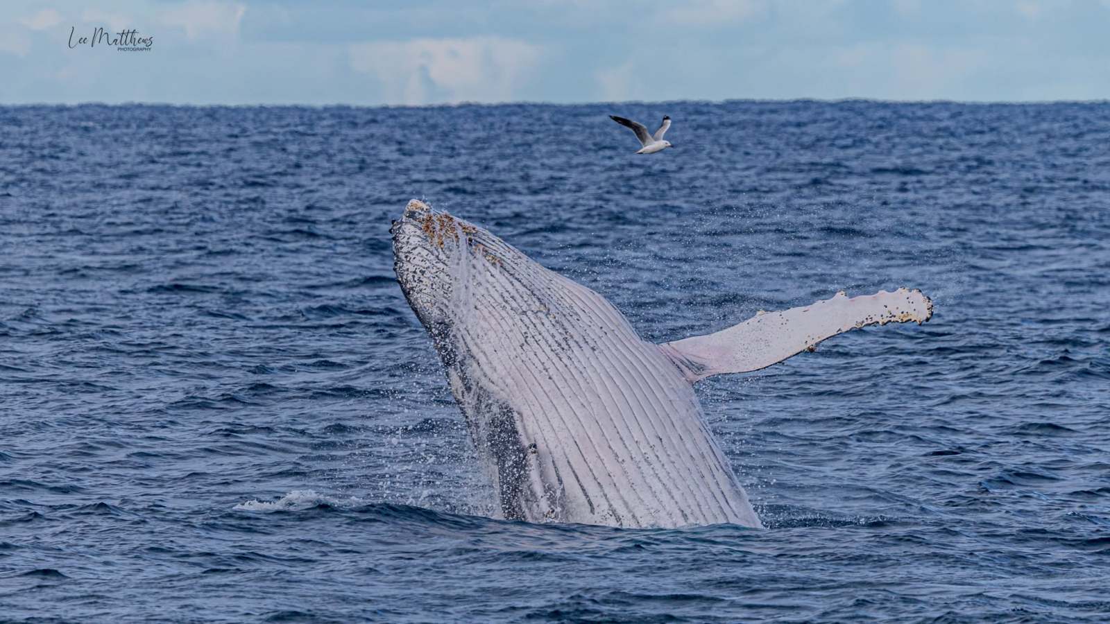 Whale Watching Moonshadow TQC Cruises Port Stephens Lee Matthews
