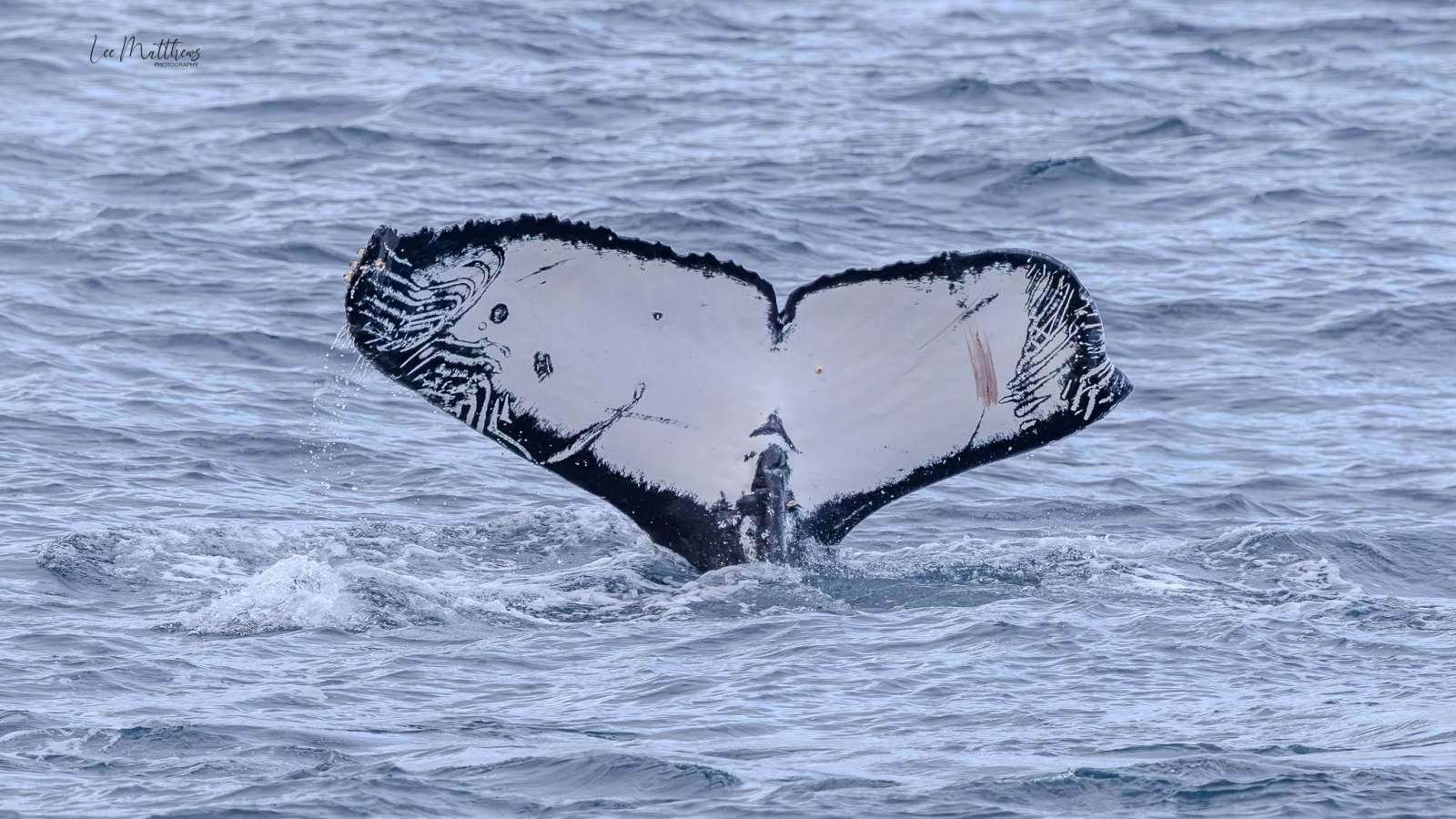 Whale tail with distinctive markings above ocean water