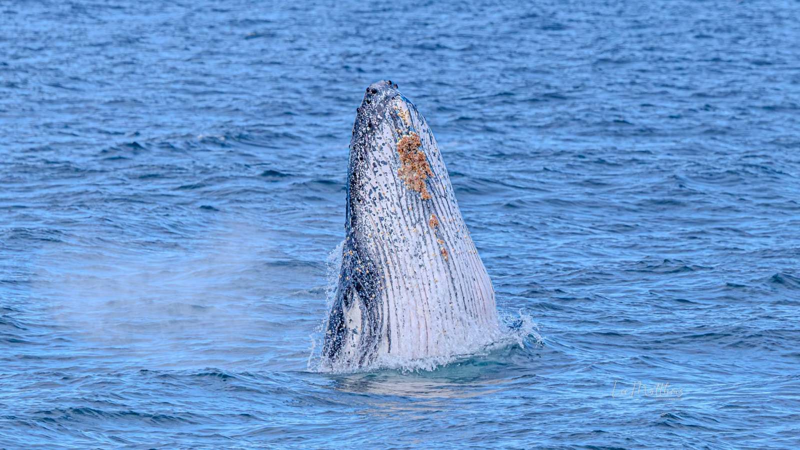 Humpback whale breaching the ocean surface in a blue sea.