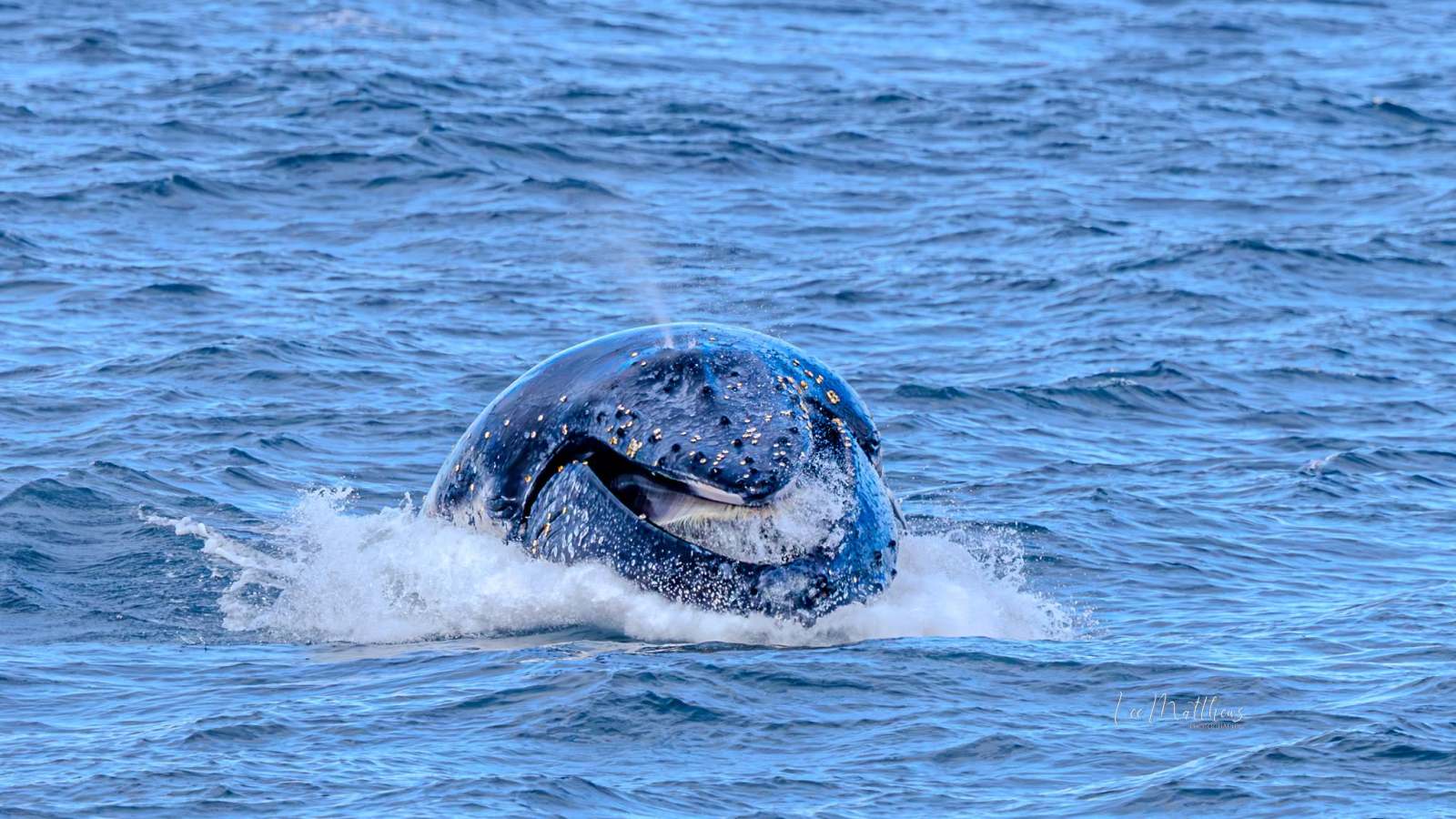 Humpback whale's head emerging from ocean, mouth open wide.