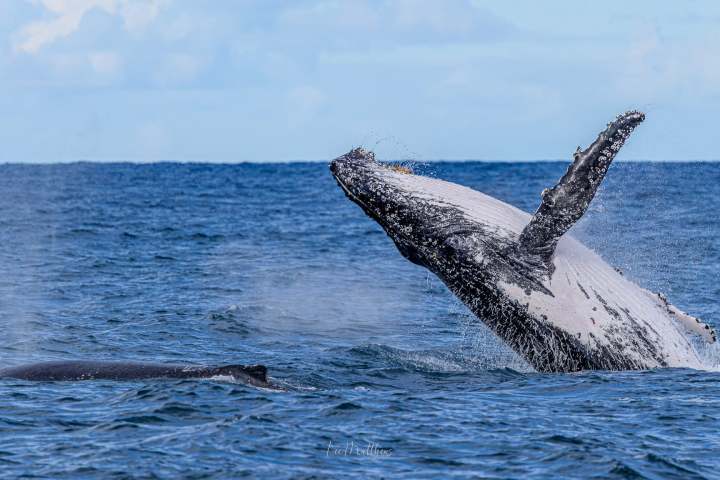 Humpback whale breaching with another whale visible in water.