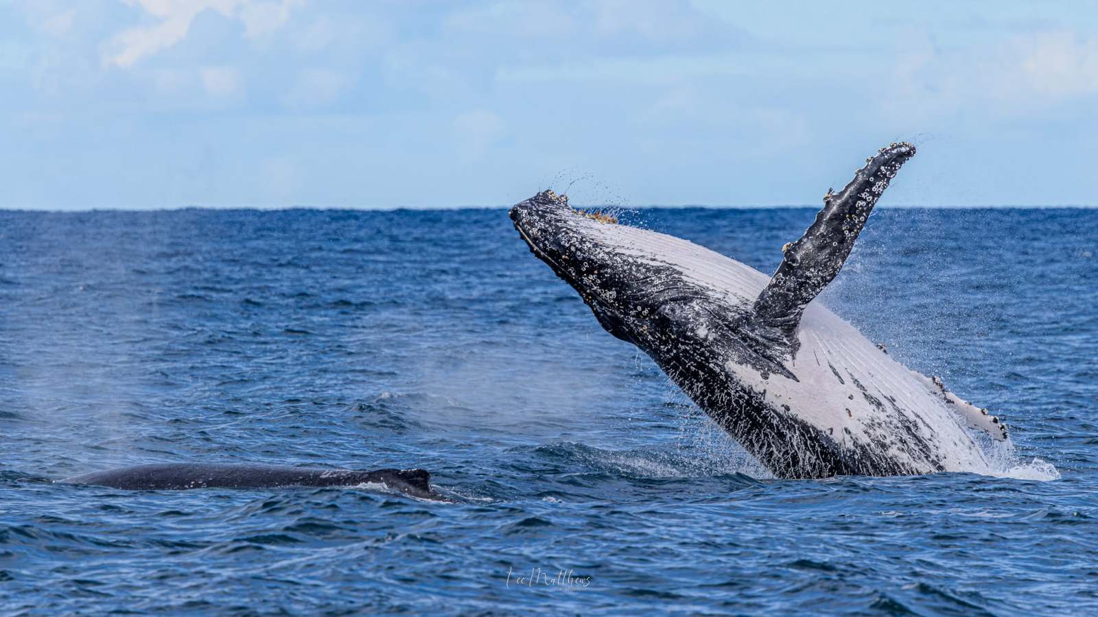 Humpback whale breaching with another whale visible in water.
