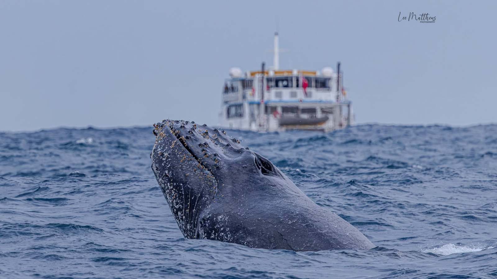 Whale breaching near a boat on the ocean in cloudy weather.