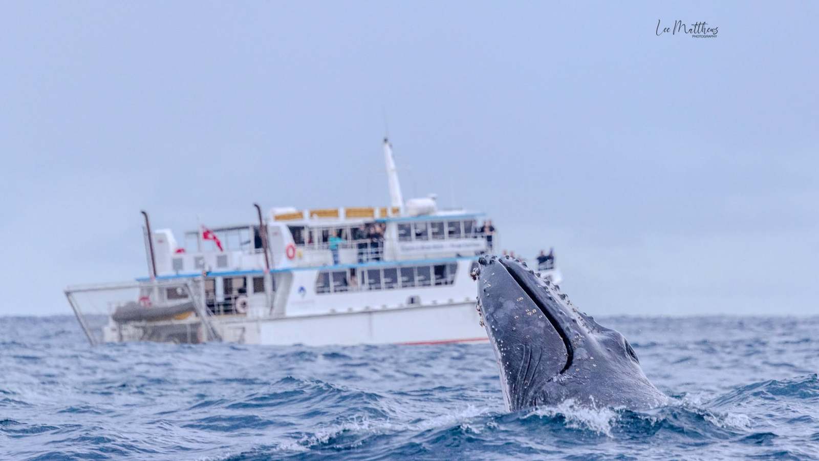 Whale breaching near a boat on the ocean.