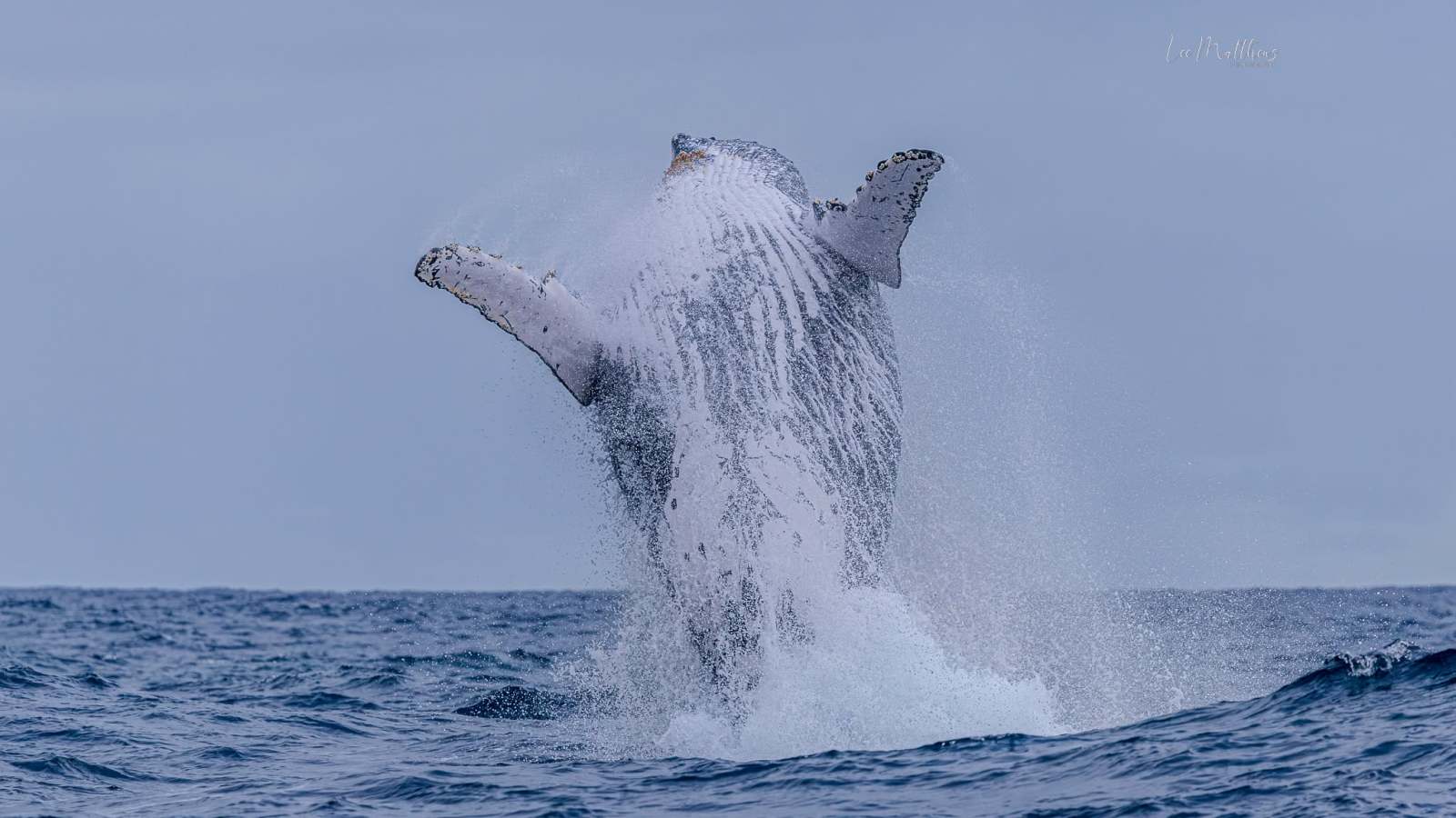 Humpback whale breaching out of the ocean water.