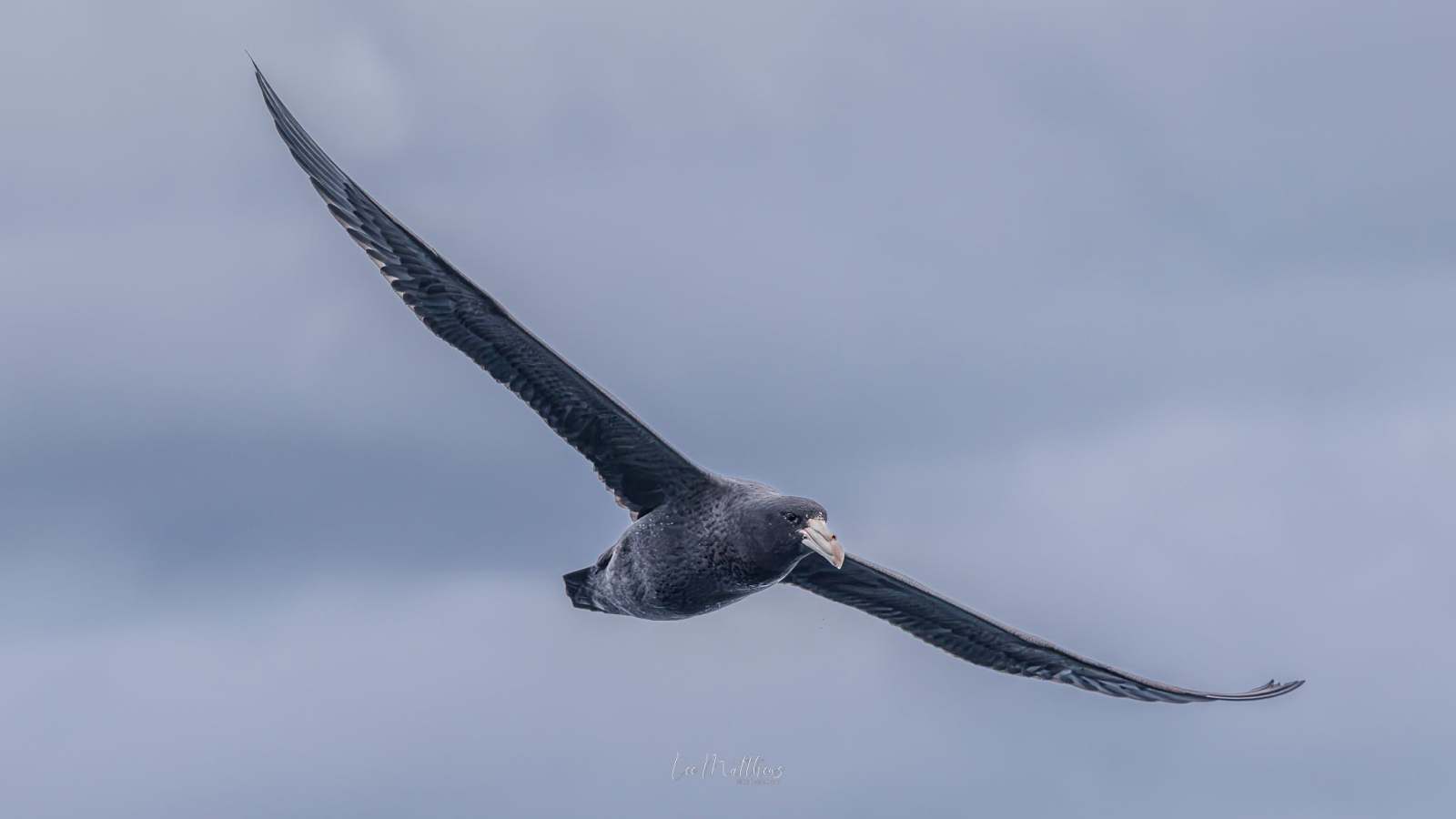 Large bird soaring with long wings against a cloudy sky.