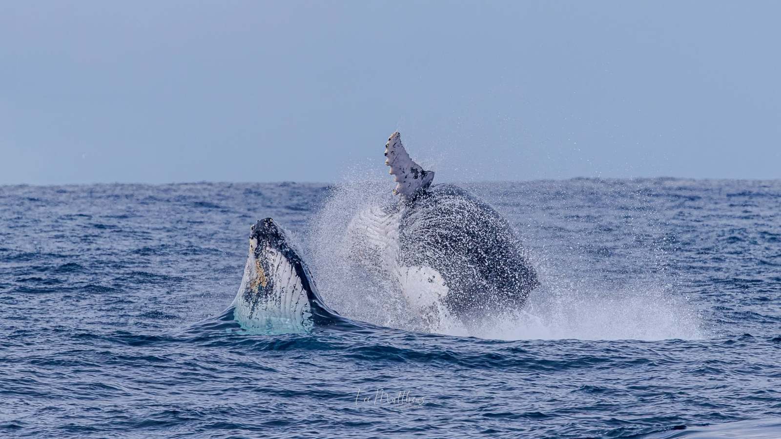 Humpback whale breaching the ocean surface, creating splashes.
