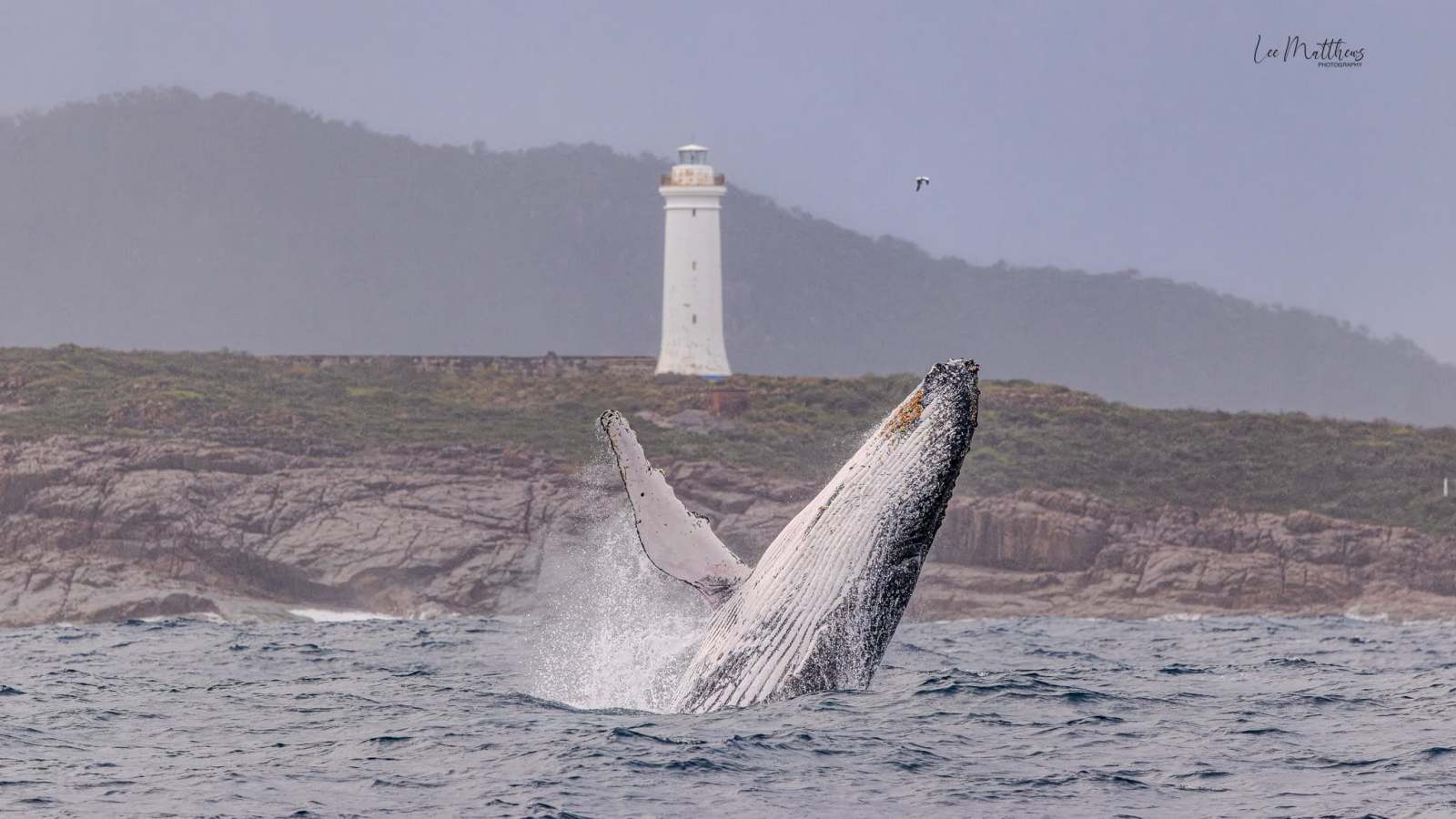A whale breaching near a lighthouse on a rocky coast under a cloudy sky.