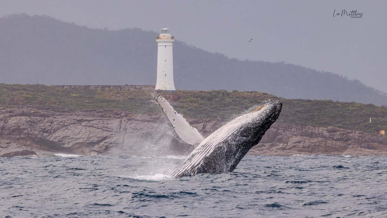 Whale breaching near a lighthouse on a rocky coastline.