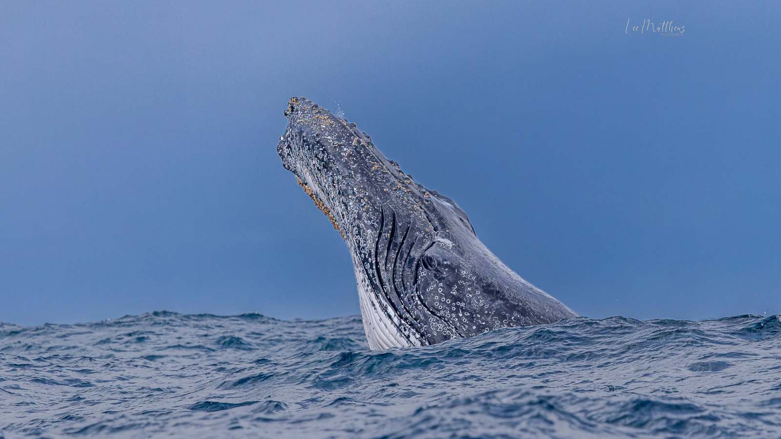 Whale Watching Moonshadow TQC Cruises Port Stephens Lee Matthews