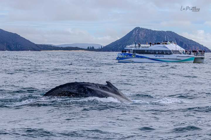 Whale Watching Moonshadow TQC Cruises Port Stephens Lee Matthews