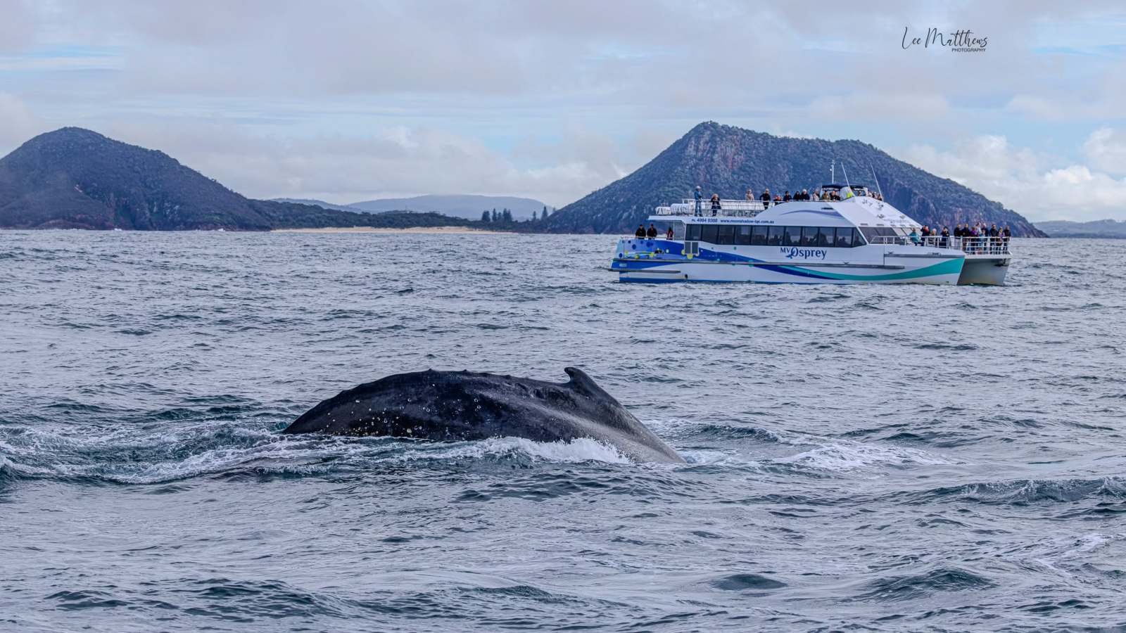 Whale Watching Moonshadow TQC Cruises Port Stephens Lee Matthews