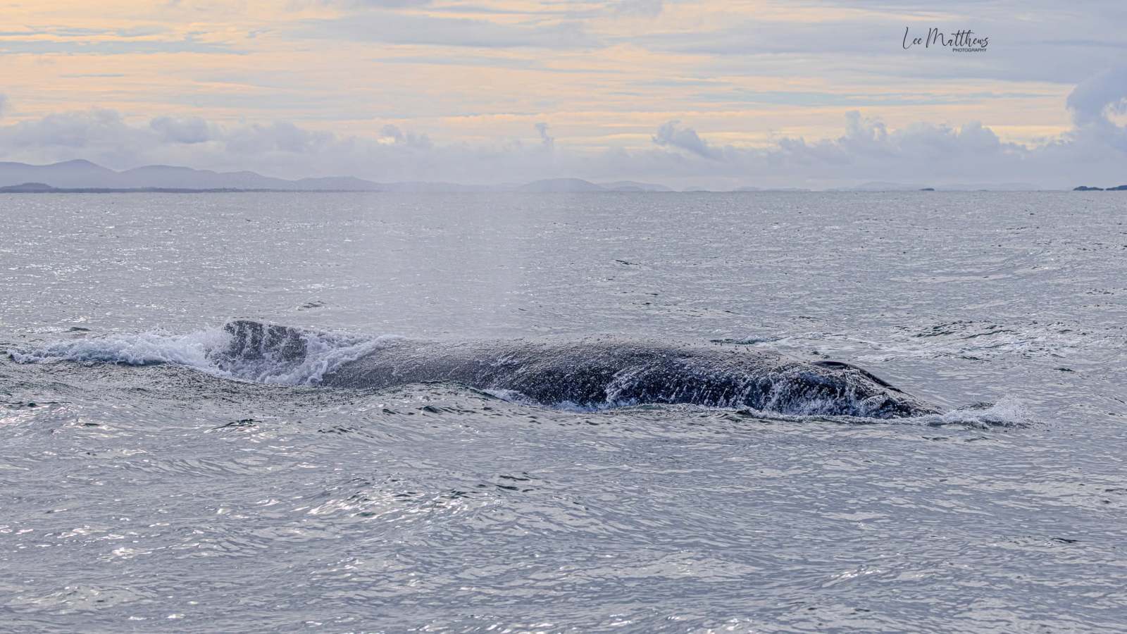 Whale surfacing with water spray against ocean and cloudy sky backdrop.