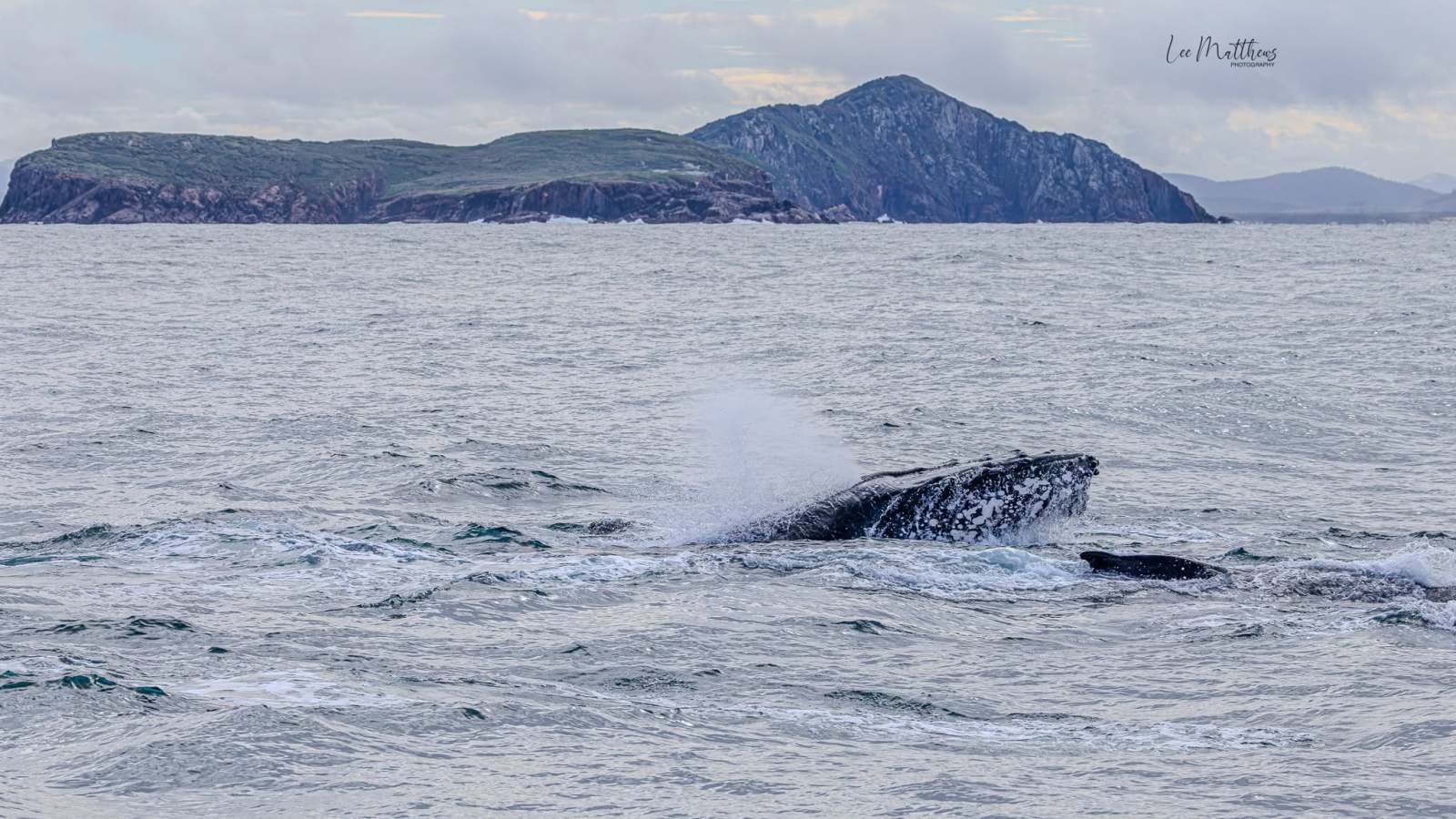 Humpback whale surfacing in ocean with distant island backdrop.