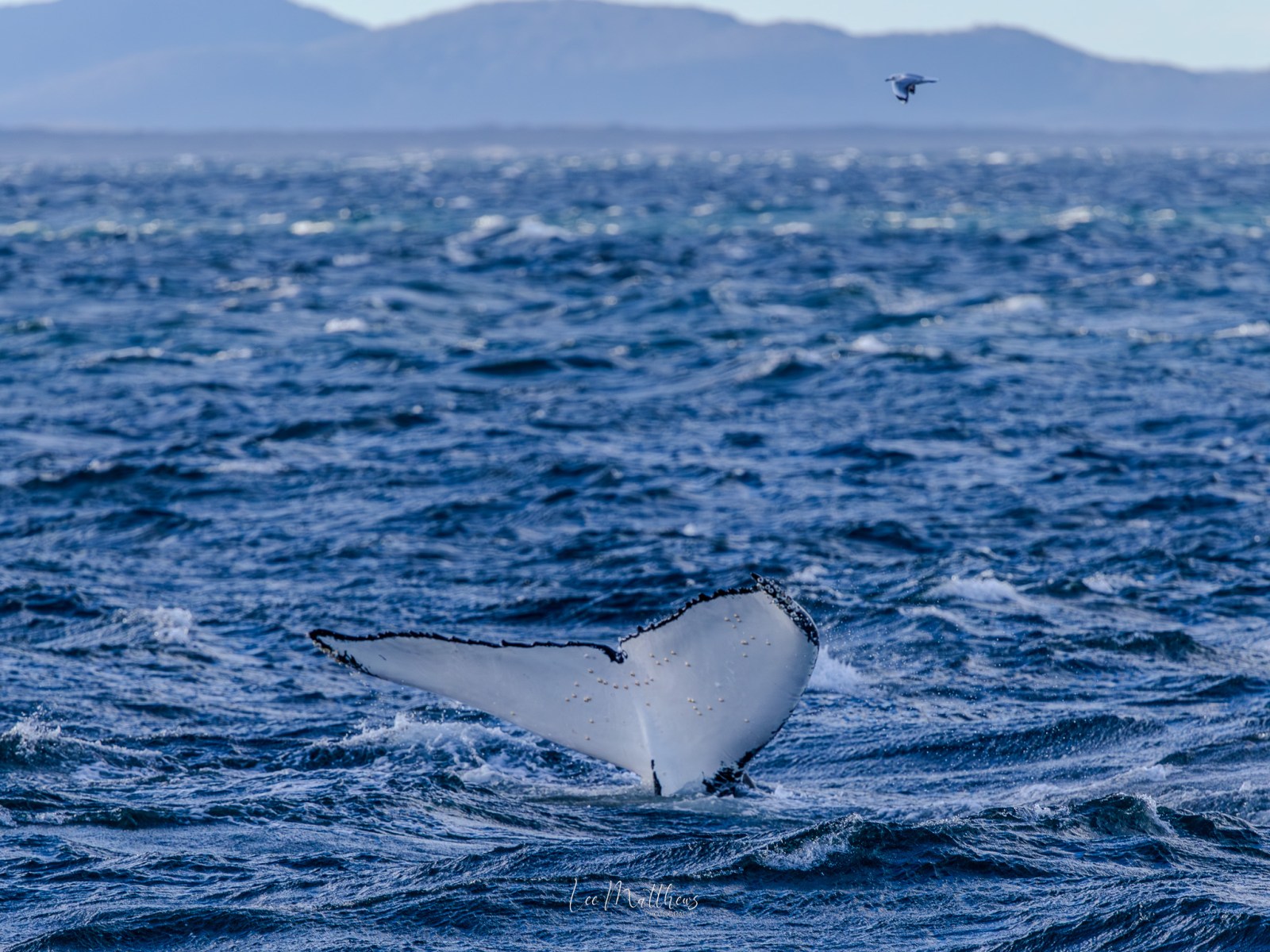 Whale Watching Moonshadow TQC Cruises Port Stephens Lee Matthews