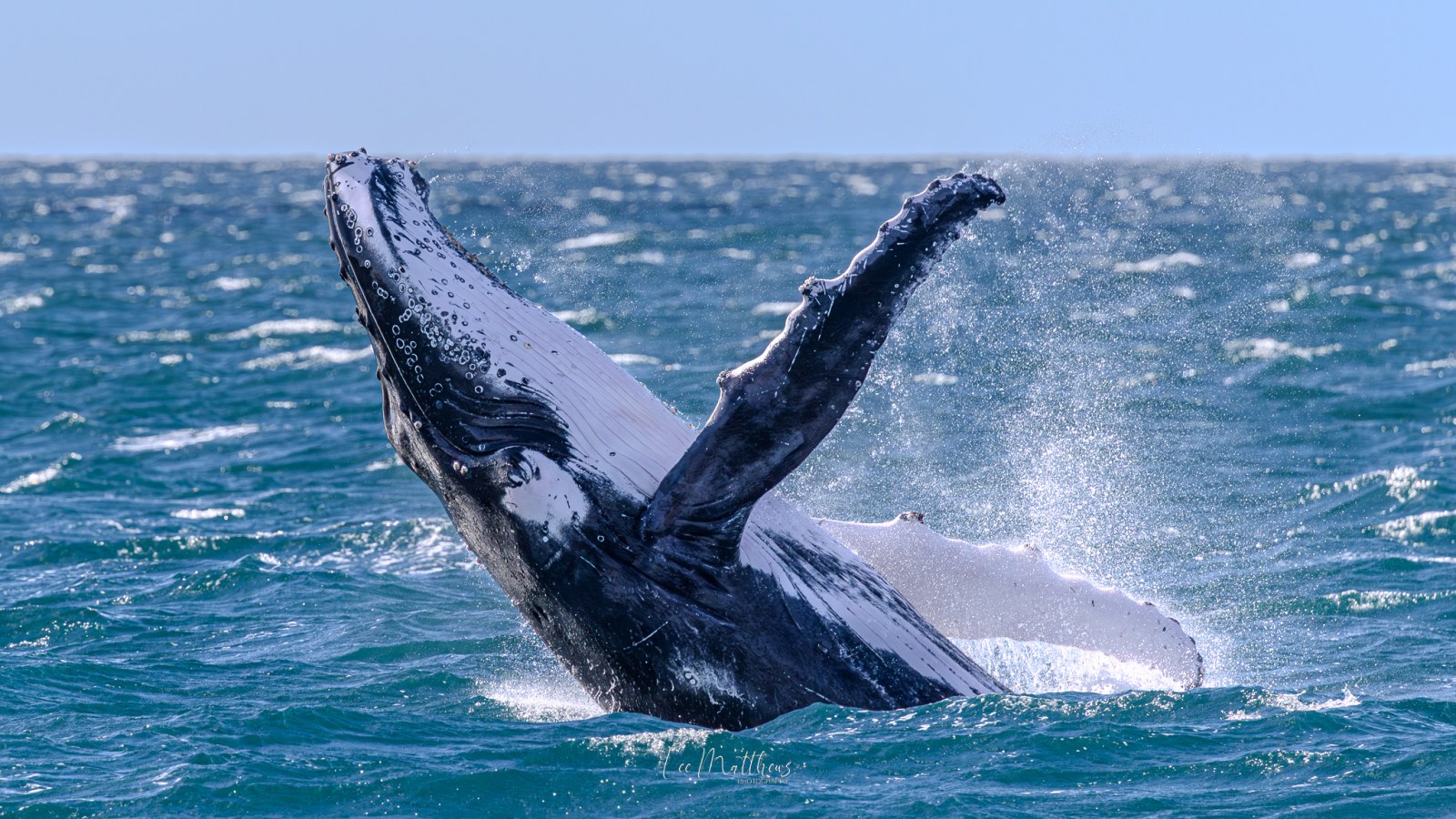 Humpback whale breaching water surface with flippers extended.