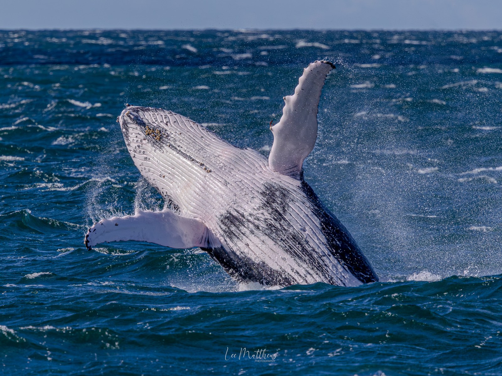Humpback whale breaching the ocean surface on a clear day.