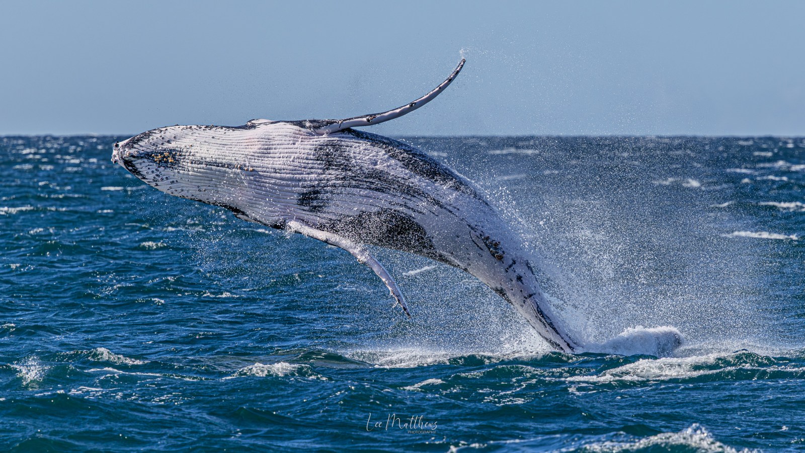 Humpback whale breaching ocean surface under clear sky.