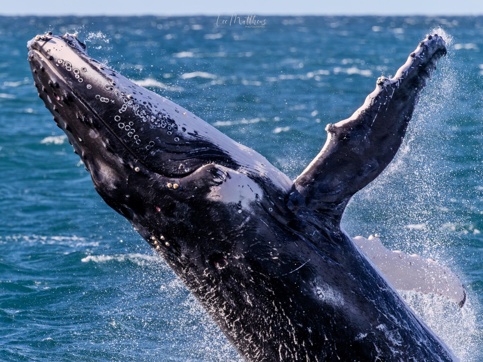 Humpback whale breaching ocean surface, water splashing.