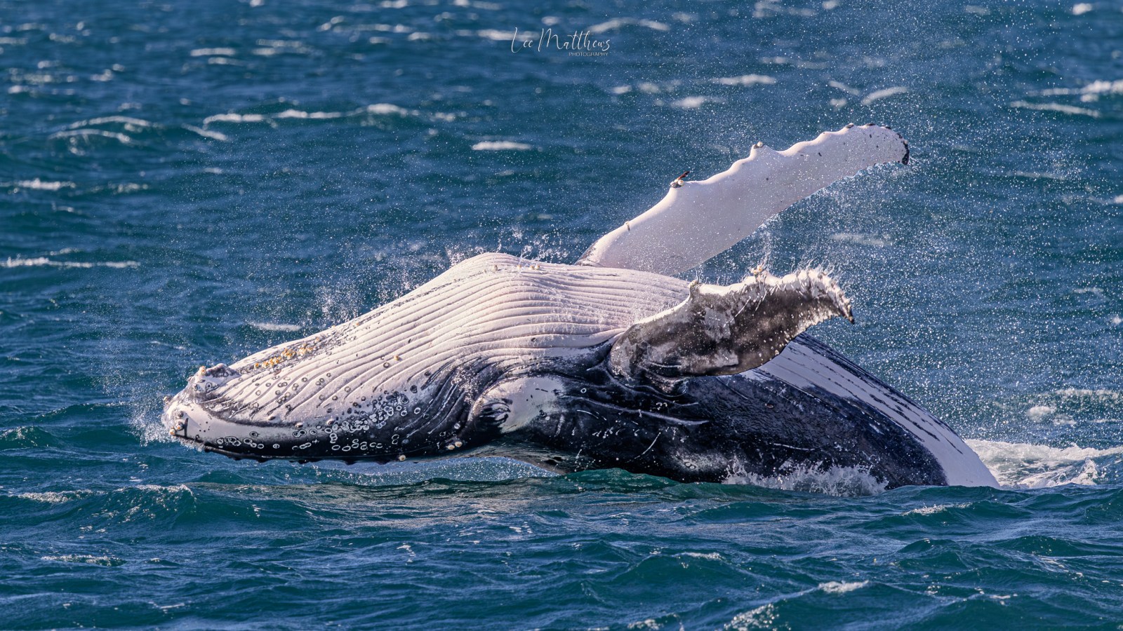 Humpback whale breaching the ocean surface, water splashing around.