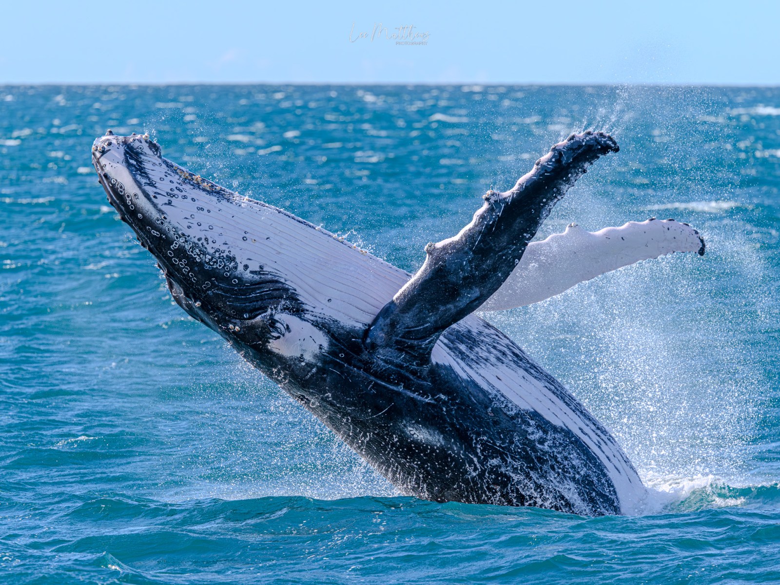 Humpback whale breaching out of the blue ocean water.