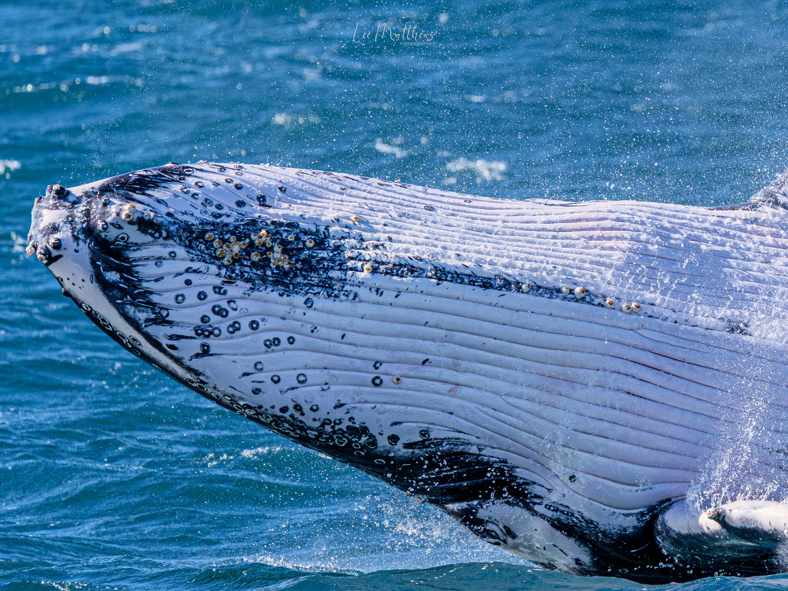 Close-up of a breaching whale with barnacles in the ocean.