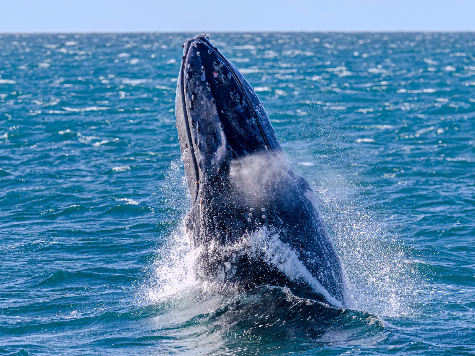 Humpback whale breaching the ocean surface, splashing water.