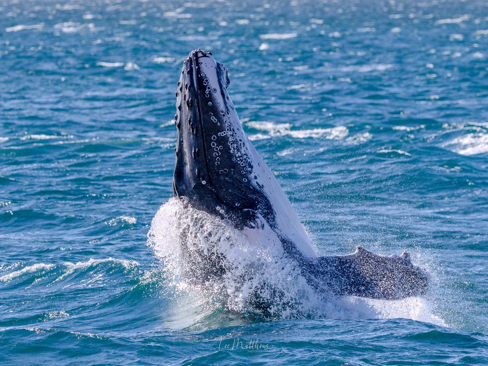 Whale breaching with water splashing in the ocean.